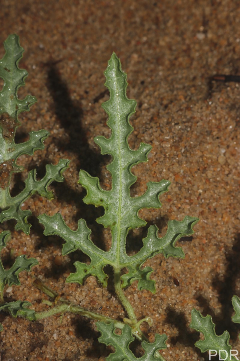 Citrullus colocynthis (L.) Schrad.